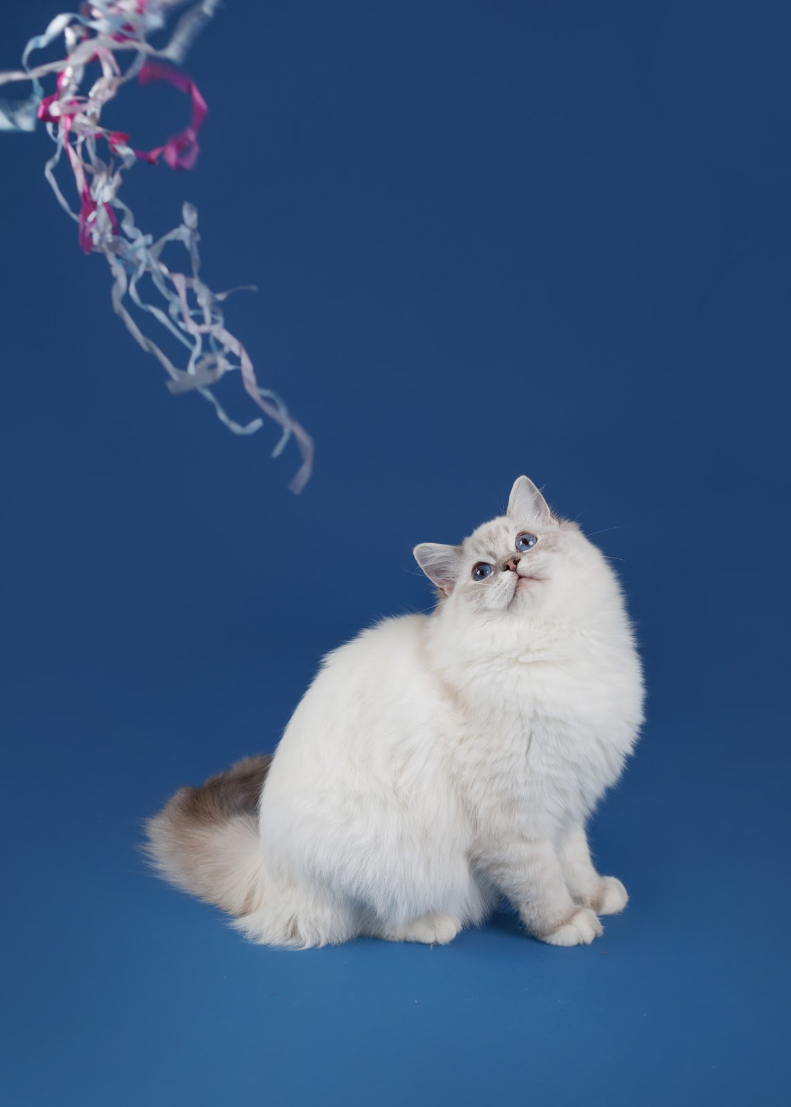 Kot Ragdoll w umaszczeniu blue point bawi się kolorową wstążką