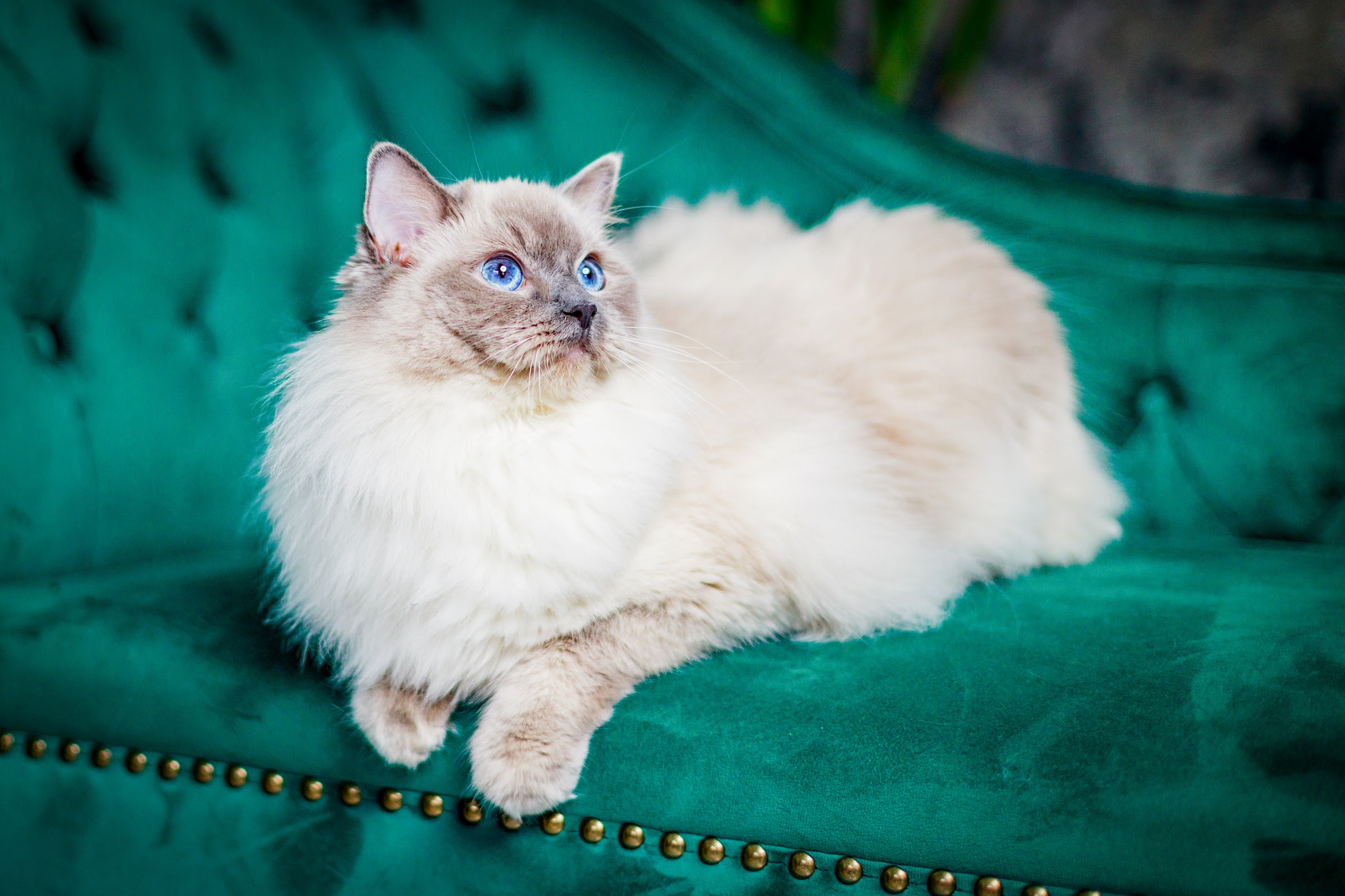 Kot Ragdoll o niebieskich oczach wypoczywa na zielonej pikowanej sofie