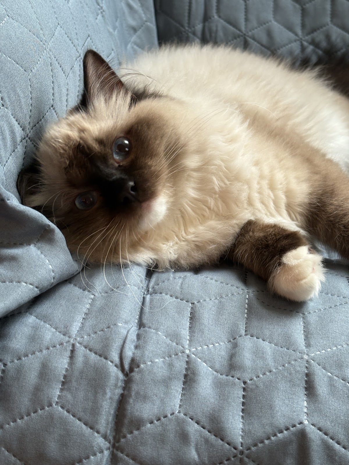 Kot Ragdoll w umaszczeniu seal point odpoczywa na pikowanej narzucie
